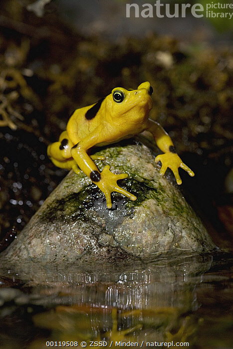 Stock Photo Of Panamanian Golden Frog Atelopus Zeteki Critically