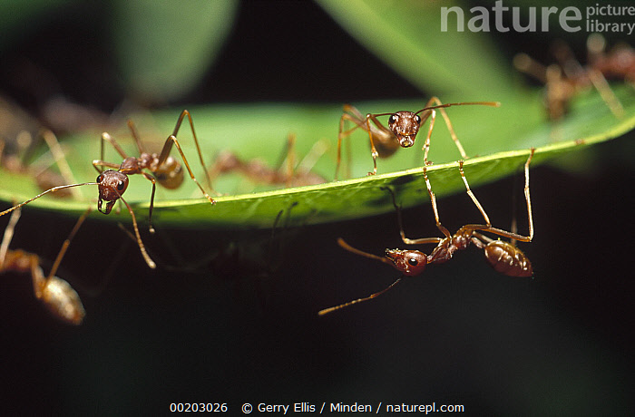 Stock Photo Of Weaver Ant Oecophylla Longinoda Workers On Water Berry