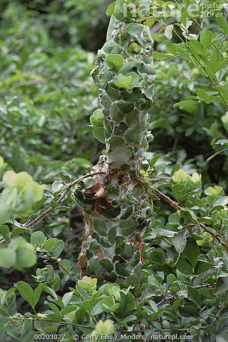 Stock Photo Of Weaver Ant Oecophylla Longinoda Nest Woven From Water