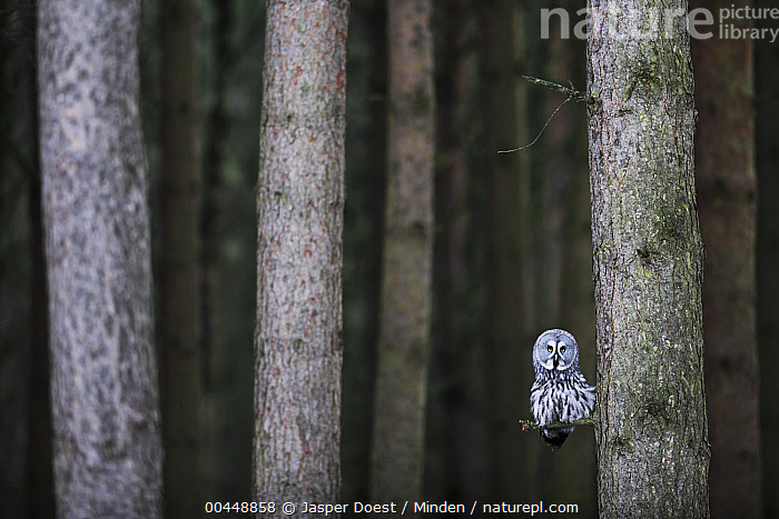 Stock Photo Of Great Gray Owl Strix Nebulosa In Pine Forest England