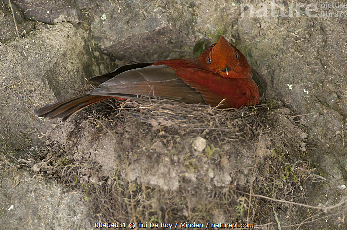 Stock Photo Of Andean Cock Of The Rock Rupicola Peruvianus Female On