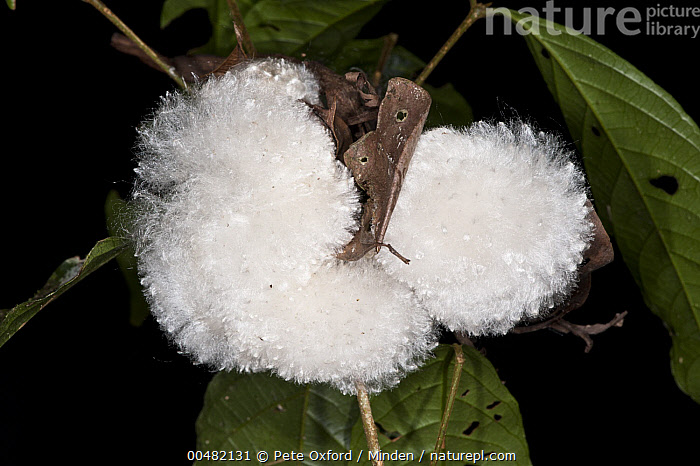 Stock Photo Of Silk Cotton Tree Ceiba Pentandra Seed Yasuni National