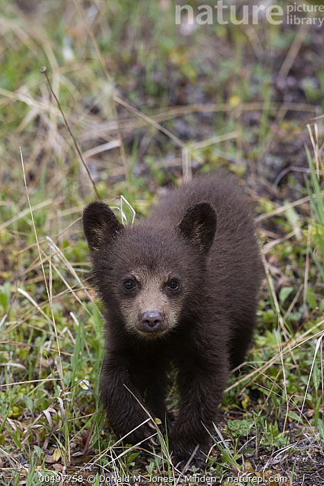 Stock Photo Of Black Bear Ursus Americanus Cub Jasper National Park