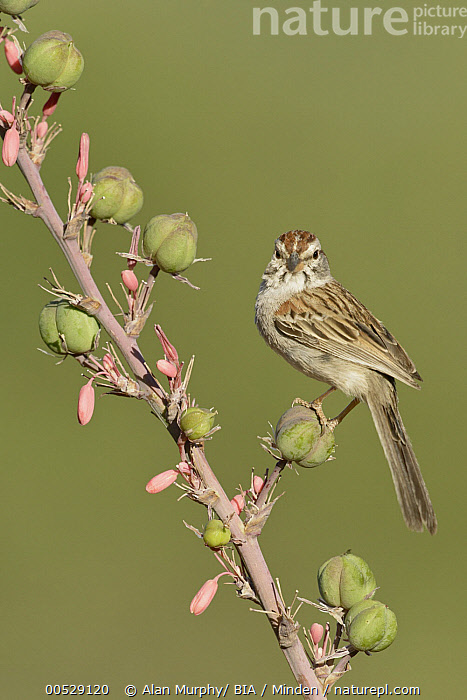 Stock Photo Of Rufous Winged Sparrow Peucaea Carpalis Arizona