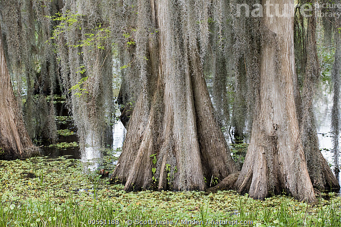 Stock Photo Of Bald Cypress Taxodium Distichum Trees In Swamp