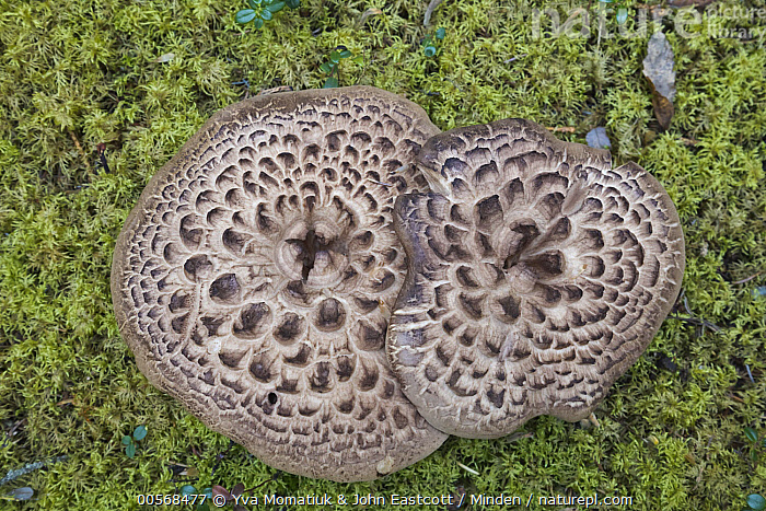 Stock Photo Of Scaly Hedgehog Sarcodon Imbricatus Mushrooms Yukon