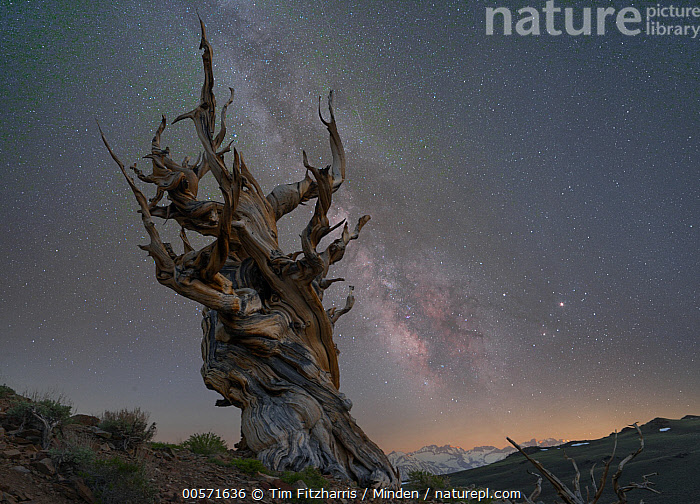 Stock Photo Of Great Basin Bristlecone Pine Pinus Longaeva Tree And