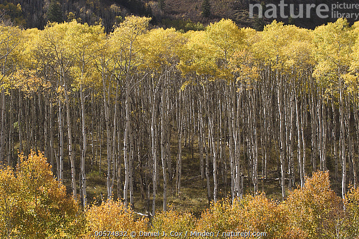 Stock Photo Of Quaking Aspen Populus Tremuloides Trees In Autumn