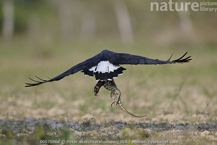 Stock Photo Of Great Black Hawk Buteogallus Urubitinga Flying With