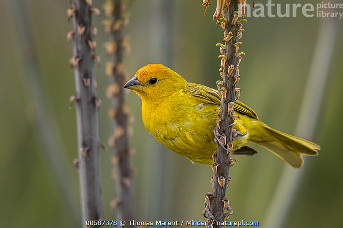 Stock Photo Of Saffron Finch Sicalis Flaveola Valle Del Cauca