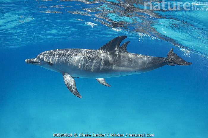 Stock Photo Of Atlantic Spotted Dolphin Stenella Frontalis Pair