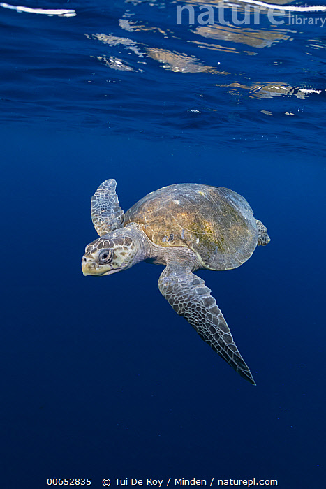 Stock Photo Of Olive Ridley Sea Turtle Lepidochelys Olivacea Oaxaca