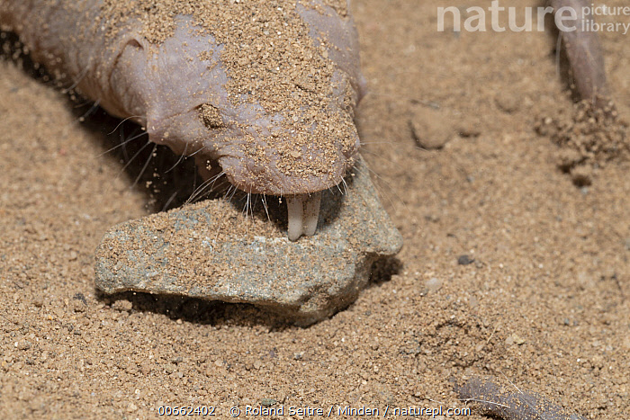 Stock Photo Of Naked Mole Rat Heterocephalus Glaber Carrying Rock