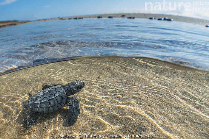 Stock Photo Of Kemp S Ridley Sea Turtle Lepidochelys Kempii Hatchling