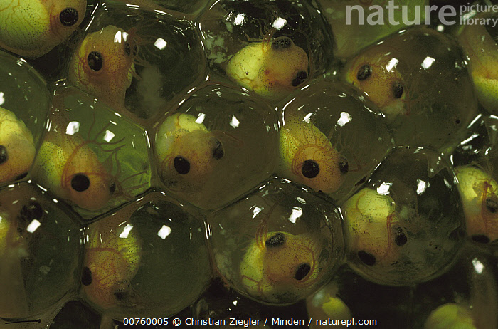 Stock Photo Of Red Eyed Tree Frog Agalychnis Callidryas Egg Clutch