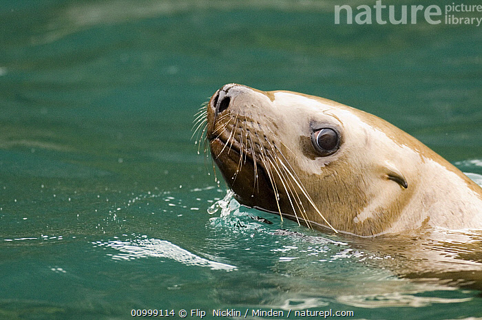 Stock Photo Of Steller S Sea Lion Eumetopias Jubatus Individual