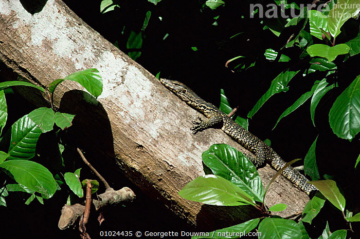 Stock Photo Of Asian Water Monitor Lizard Varanus Salvator Climbing