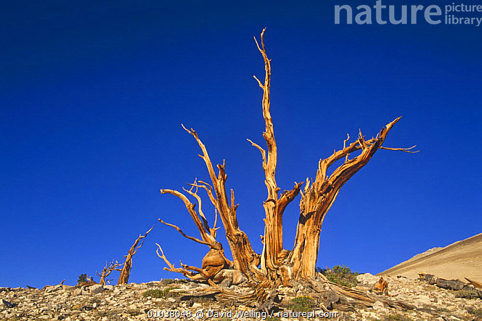 Stock Photo Of Bristlecone Pine Ancient Tree Pinus Aristata White