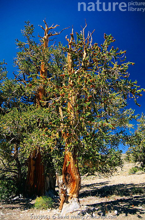 Stock Photo Of Bristlecone Pine Ancient Tree Pinus Aristata White