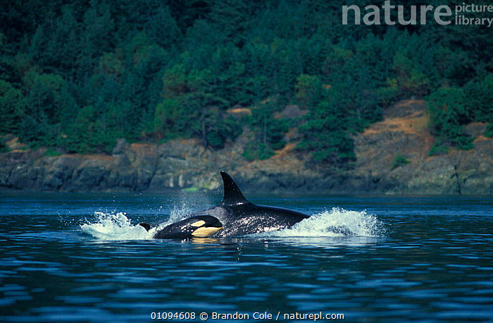 Stock Photo Of Killer Whale And Calf Orcinus Orca Surfacing Near San