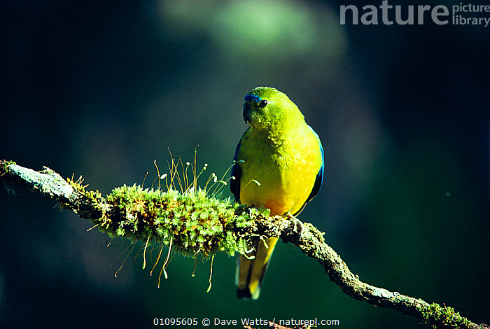 Stock Photo Of Orange Bellied Parrot Male Neophema Chrysogaster