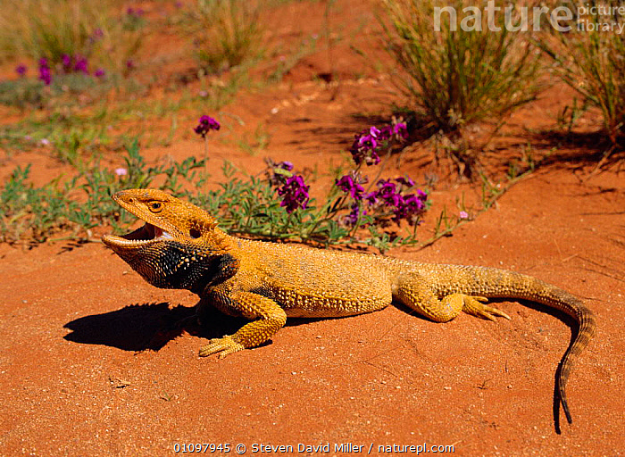 Stock Photo Of Inland Central Bearded Dragon Pogona Vitticeps