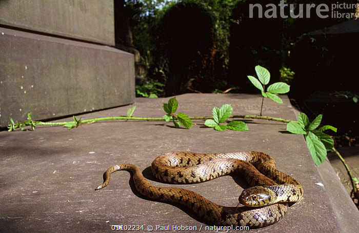 Stock Photo Of Grass Snake Basking In Sun Natrix Natrix Yorkshire UK