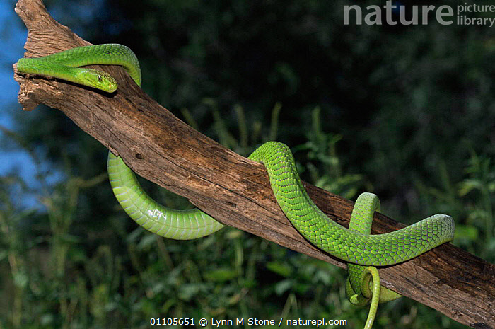 Stock Photo Of Eastern Green Mamba Snake Dendroaspis Angusticeps