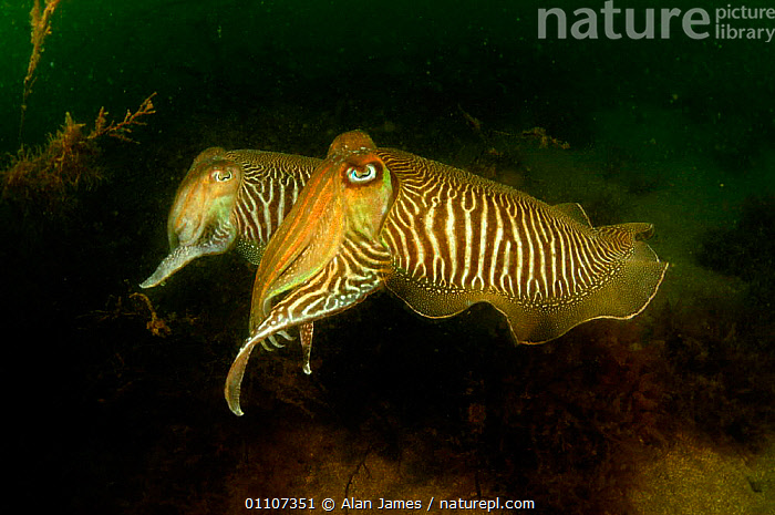 Stock Photo Of Common Cuttlefish Sepia Officinalis Devon Uk