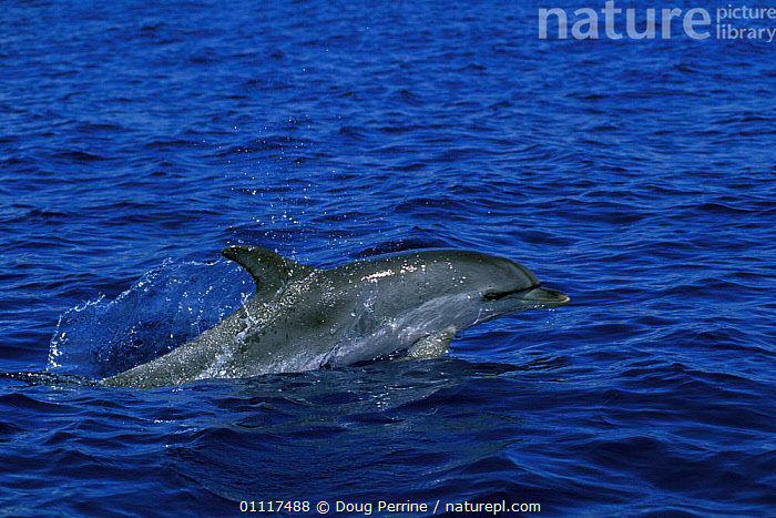 Stock Photo Of Atlantic Spotted Dolphin Surfacing Stenella Frontalis