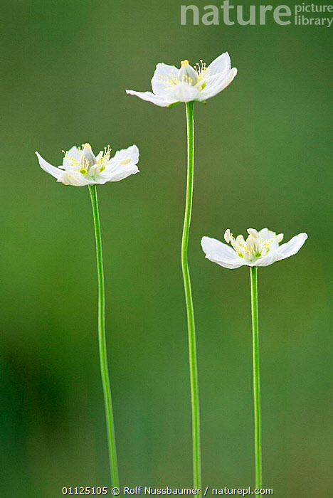 Stock Photo Of Grass Of Parnassus Flowers Parnassia Palustris