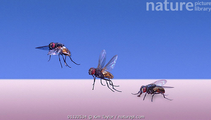 Stock Photo Of Common House Fly Musca Domestica Taking Off Digital