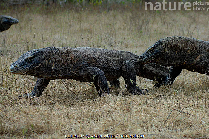 Stock Photo Of Komodo Dragons Varanus Komodoensis Interacting Komodo