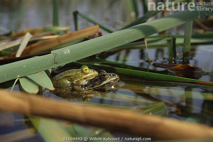 Stock Photo Of Pool Frogs Rana Lessonae Pair In Amplexus At Lake