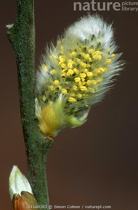 Stock Photo Of Goat Willow Sallow Pussy Willow Salix Caprea Male