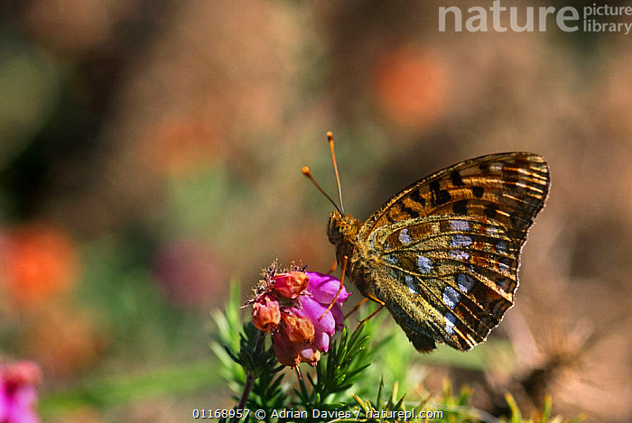 Stock Photo Of Dark Green Fritillary Butterfly Argynnis Aglaja Devon