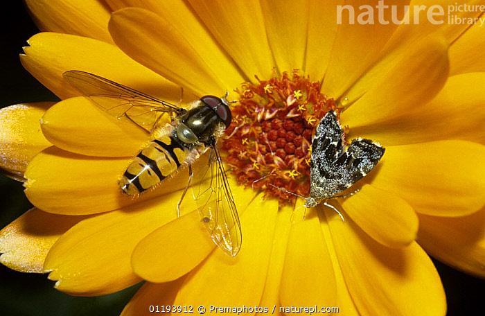 Stock Photo Of Marmalade Icon Hoverfly Episyrphus Balteatus Male