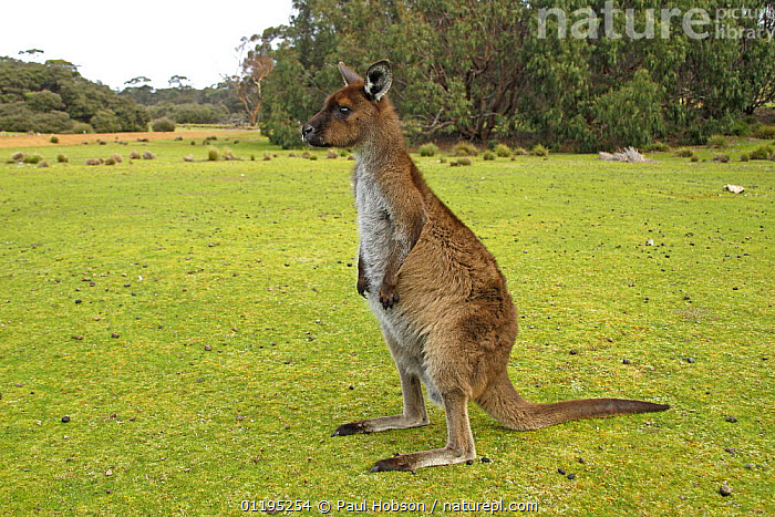 Stock Photo Of Western Grey Kangaroo Kangaroo Island Subspecies