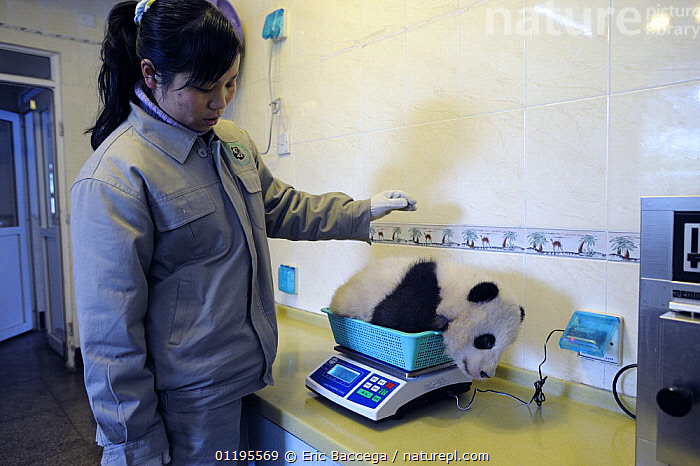 Stock Photo Of Keeper Weighing A Giant Panda Baby Ailuropoda