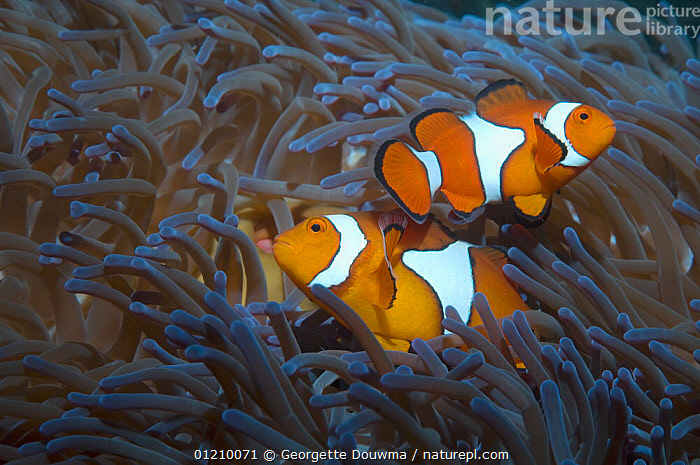 Stock Photo Of Two False Clown Anemonefish Amphiprion Ocellaris In