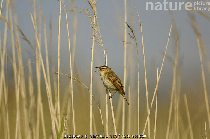 Stock Photo Of Sedge Warbler Acrocephalus Schoenobaenus Singing In