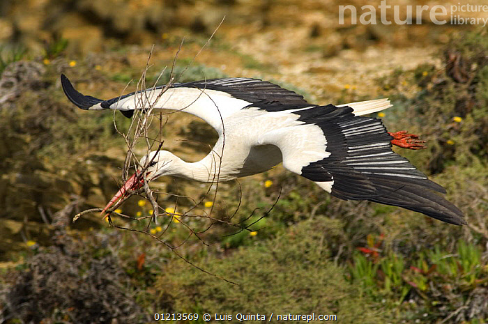 Stock Photo Of White Stork Ciconia Ciconia In Flight Carrying Nesting