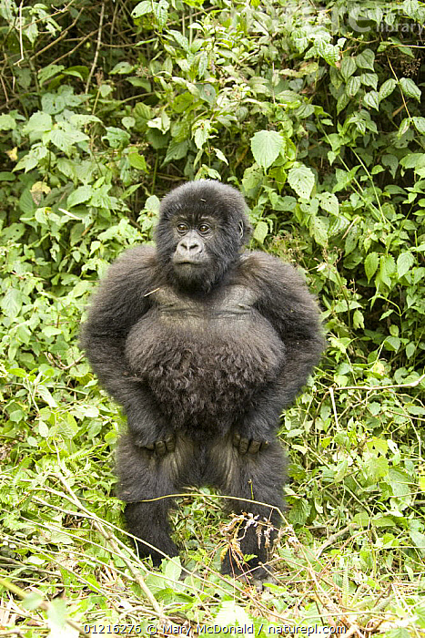 Stock Photo Of Juvenile Mountain Gorilla Gorilla Beringei Standing