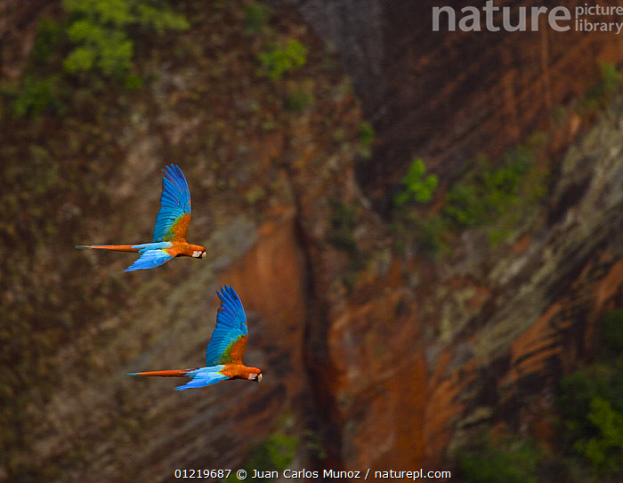 Stock Photo Of Green Winged Macaw Ara Chloroptera Pair Flying