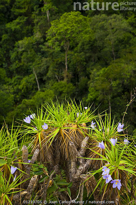 Stock Photo Of Flowering Bush Parque Nacional Chapada Dos Guimar