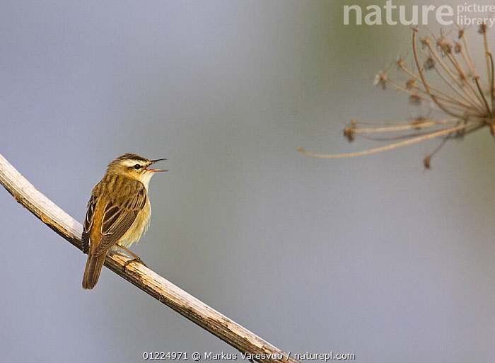 Stock Photo Of Sedge Warbler Acrocephalus Schoenobaenus Singing