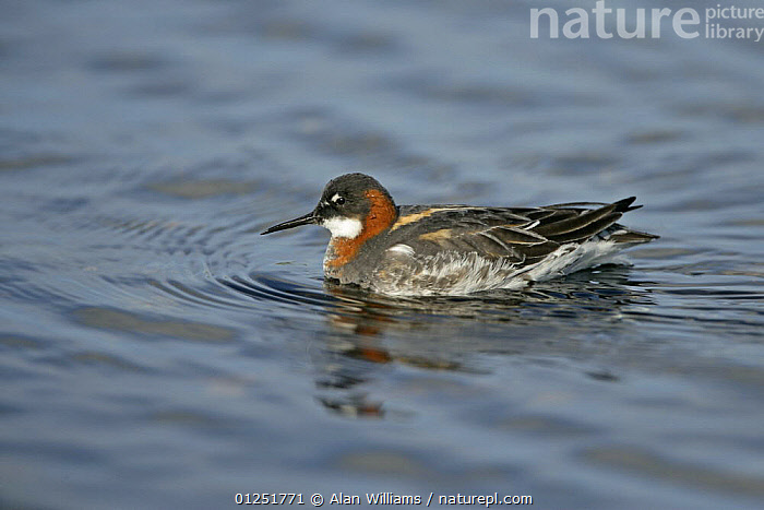 Stock Photo Of Red Necked Northern Phalarope Phalaropus Lobatus