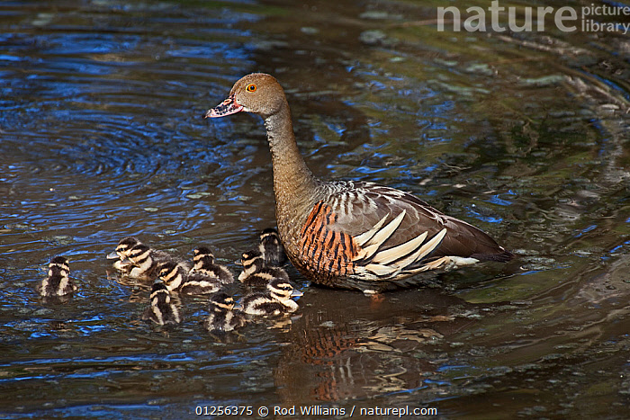 Stock Photo Of Plumed Whistling Duck Dendrocygna Eytoni With