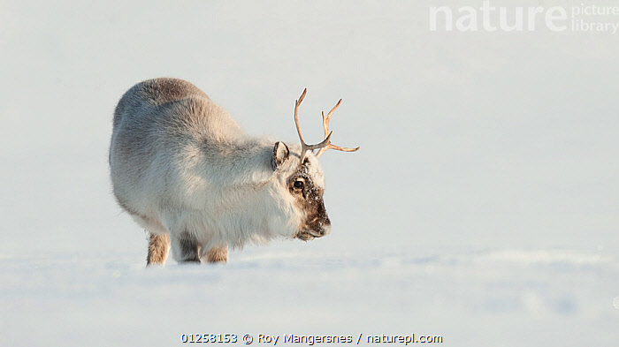 Stock Photo Of Female Svalbard Reindeer Rangifer Tarandus