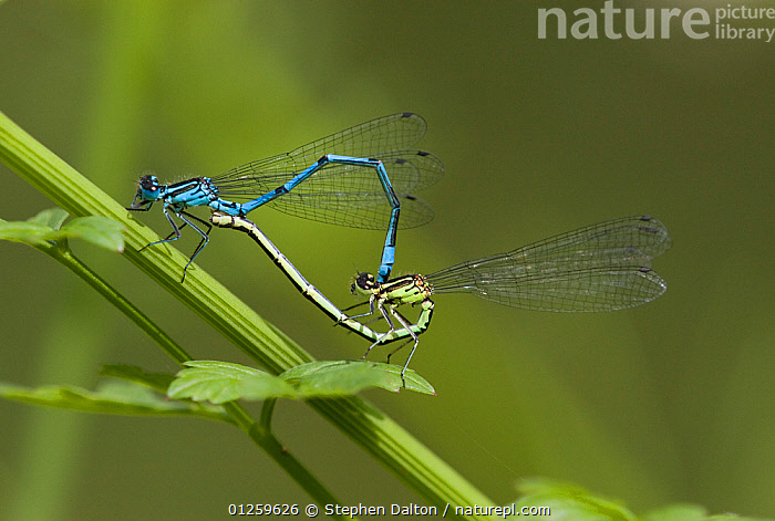 Stock Photo Of Azure Damselfly Coenagrion Puella Mating Pair Uk